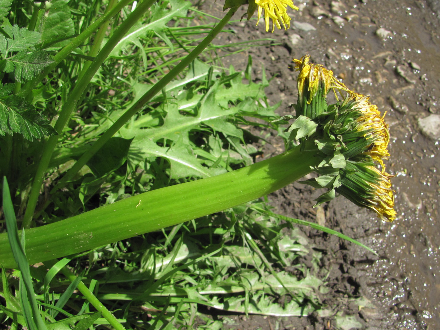 Image of genus Taraxacum specimen.