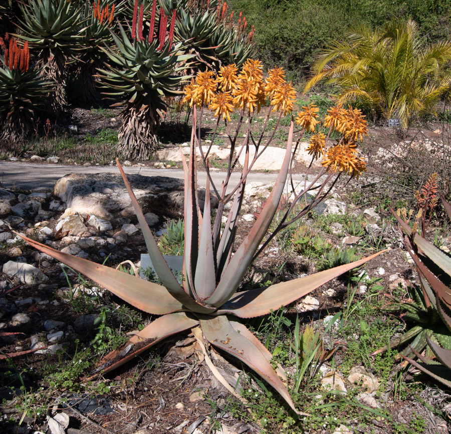 Image of Aloe cryptopoda specimen.