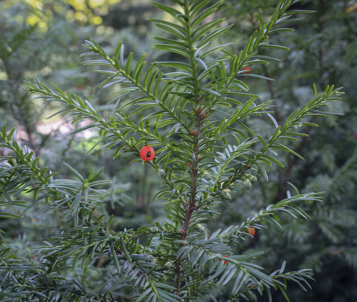 Изображение особи Taxus canadensis.