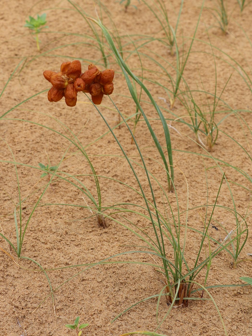 Image of Carex physodes specimen.