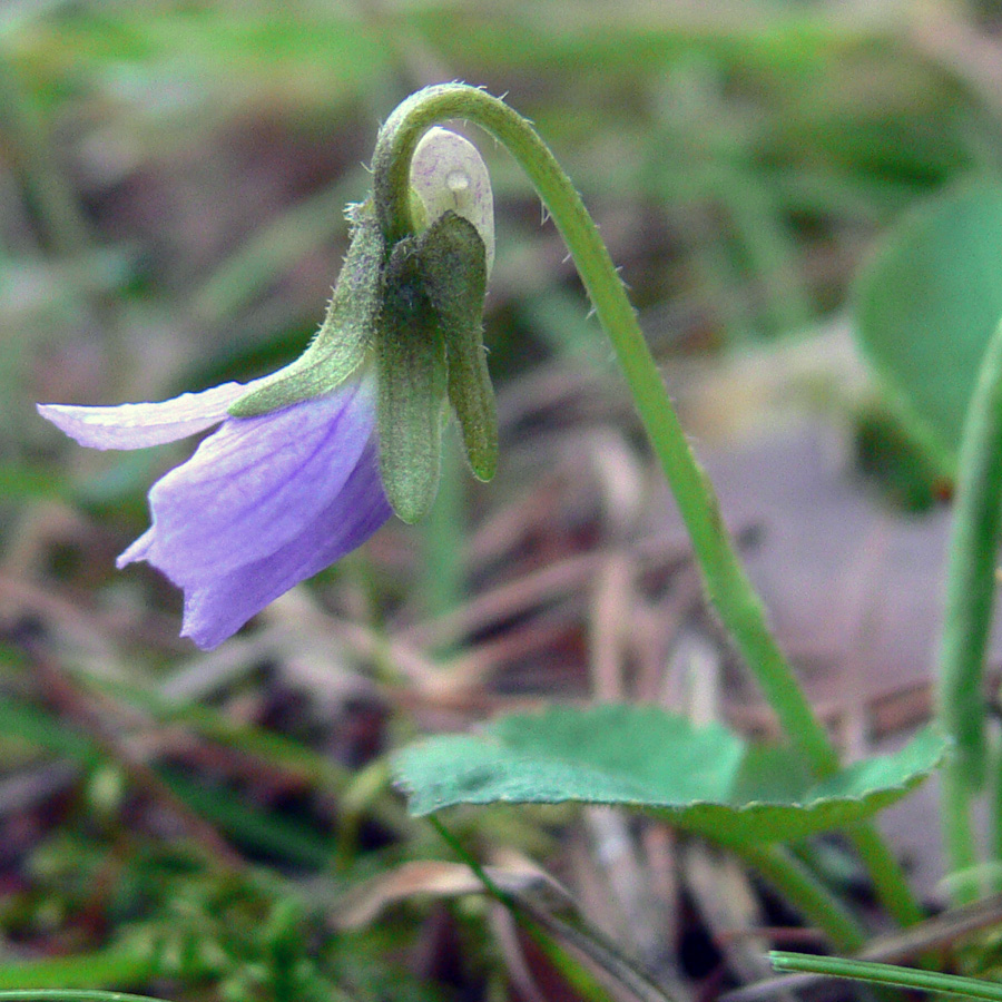 Image of Viola hirta specimen.