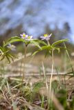 Anemone caerulea