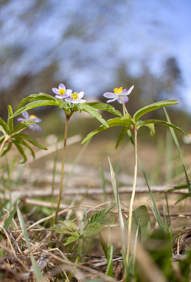 Image of Anemone caerulea specimen.