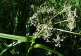 Scirpus sylvaticus