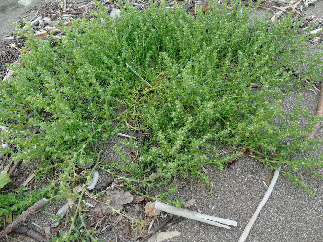 Image of Salsola komarovii specimen.