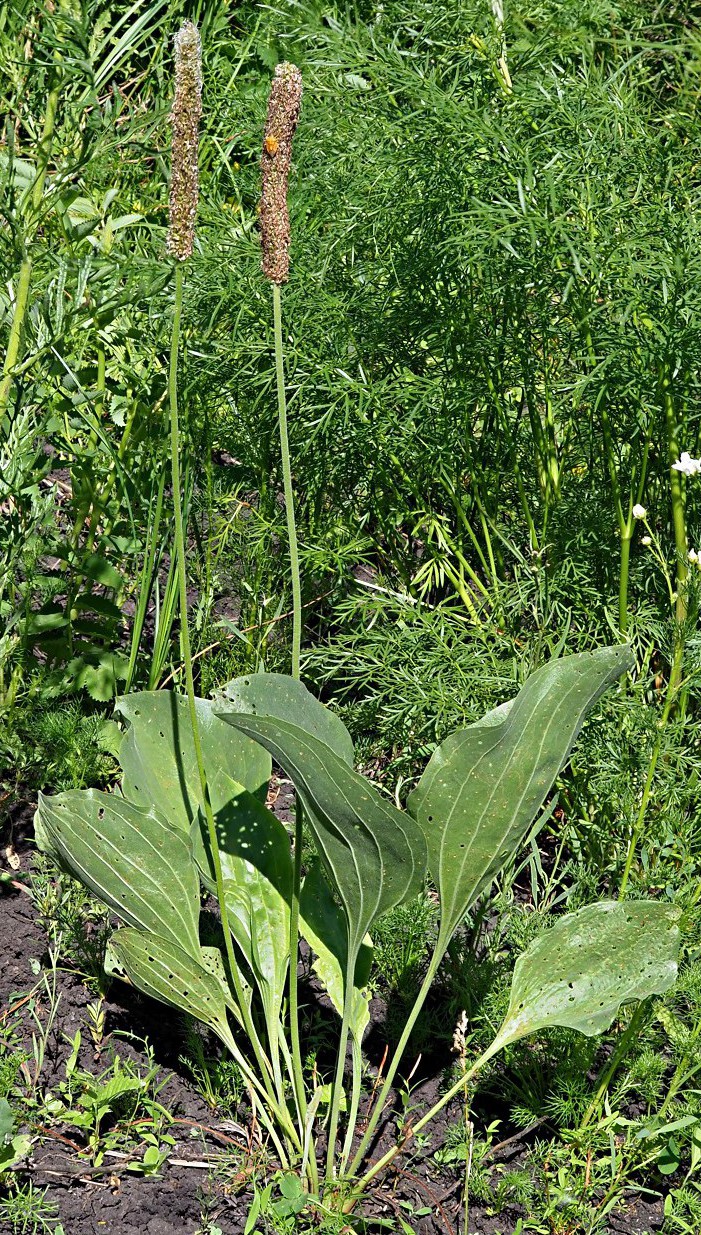 Image of Plantago maxima specimen.