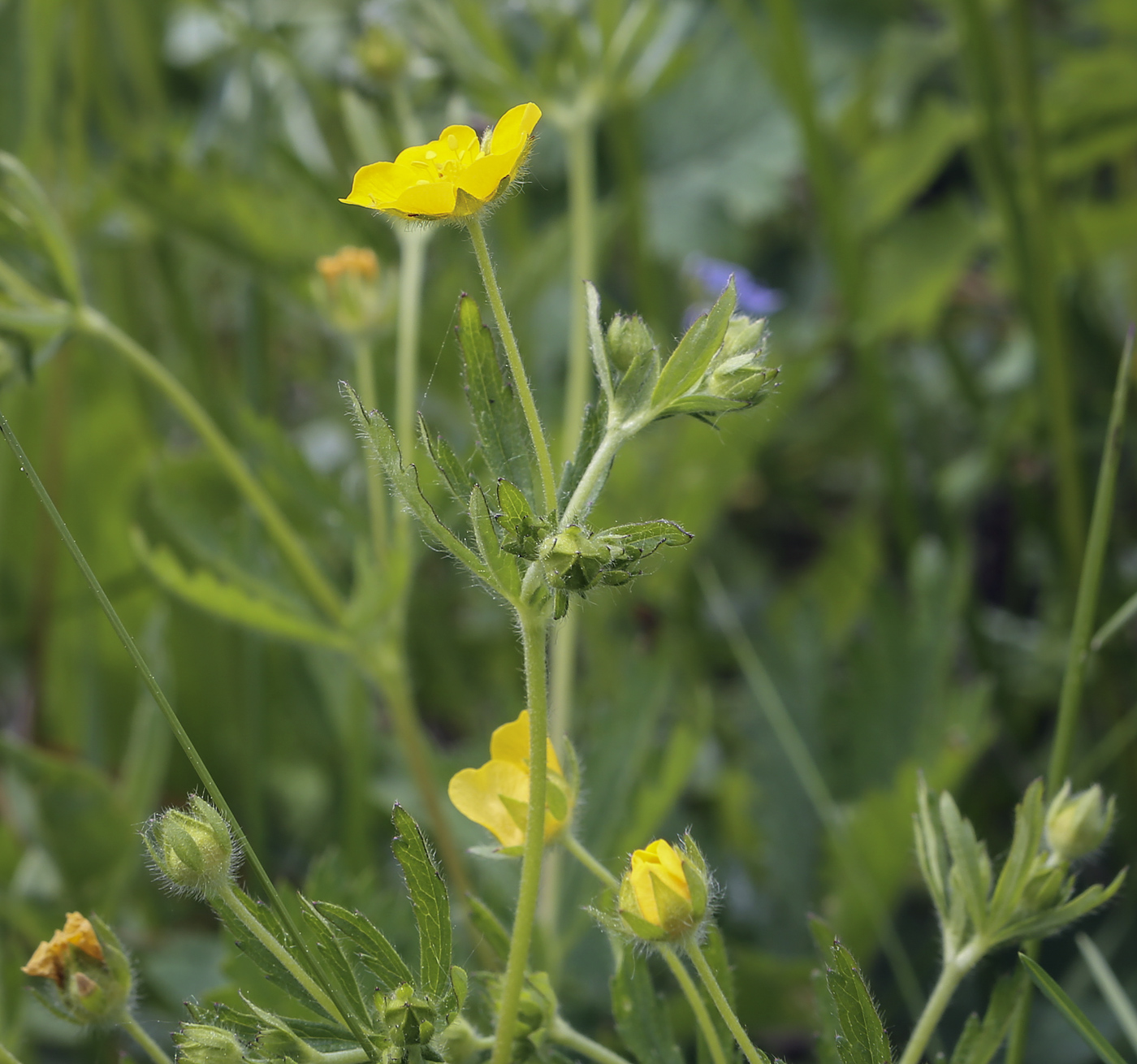 Изображение особи Potentilla thuringiaca.