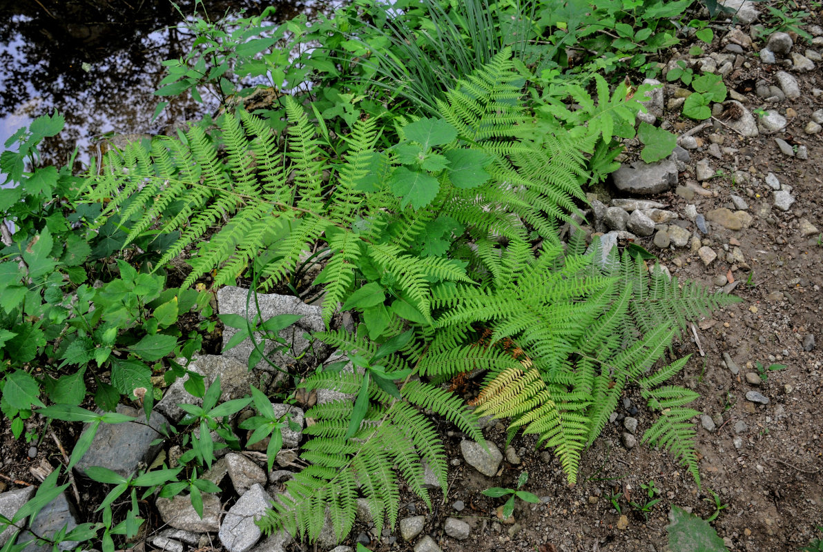 Image of Athyrium monomachii specimen.