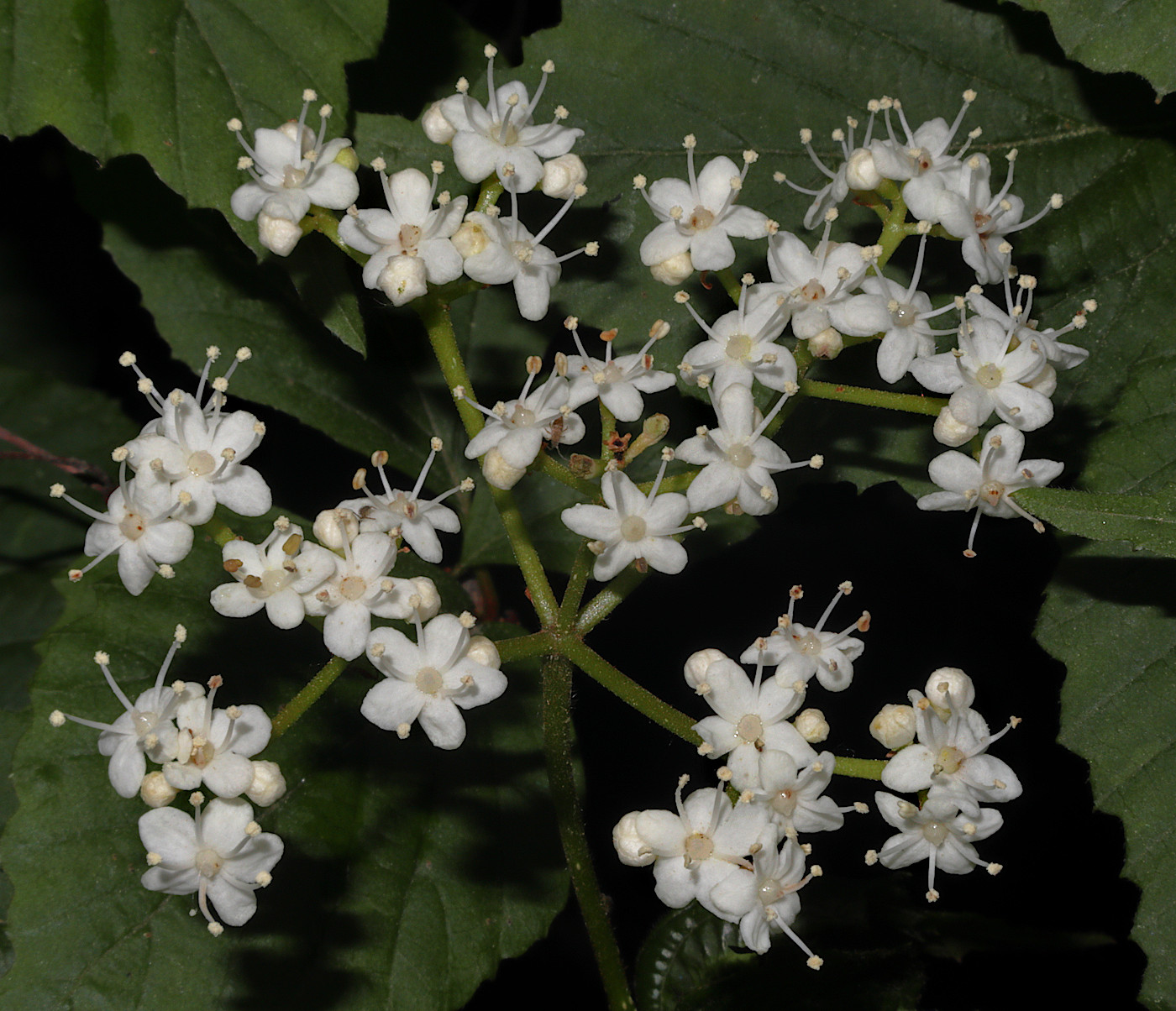 Изображение особи Viburnum wrightii.