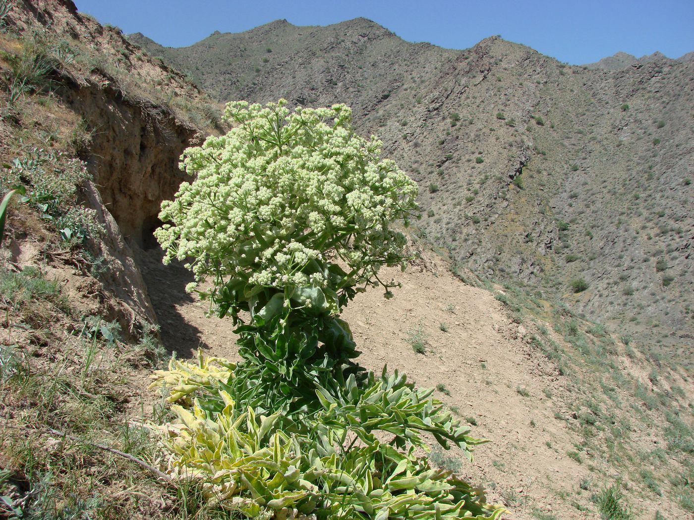 Изображение особи Ferula foetida.