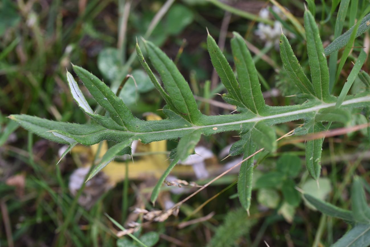 Image of genus Cirsium specimen.