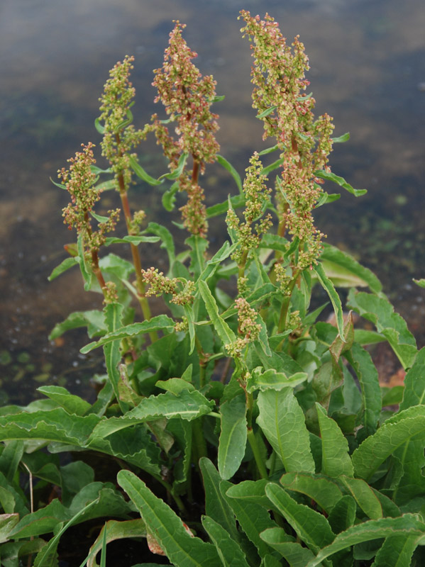 Изображение особи Rumex schischkinii.