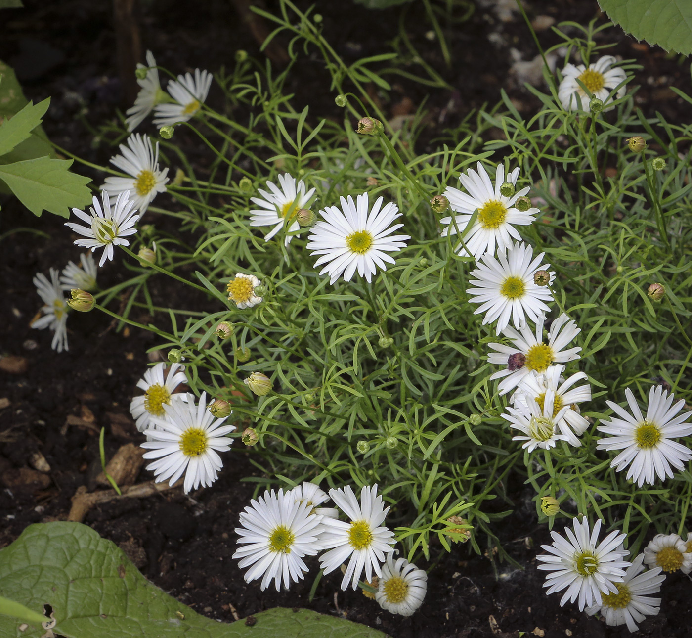 Image of familia Asteraceae specimen.