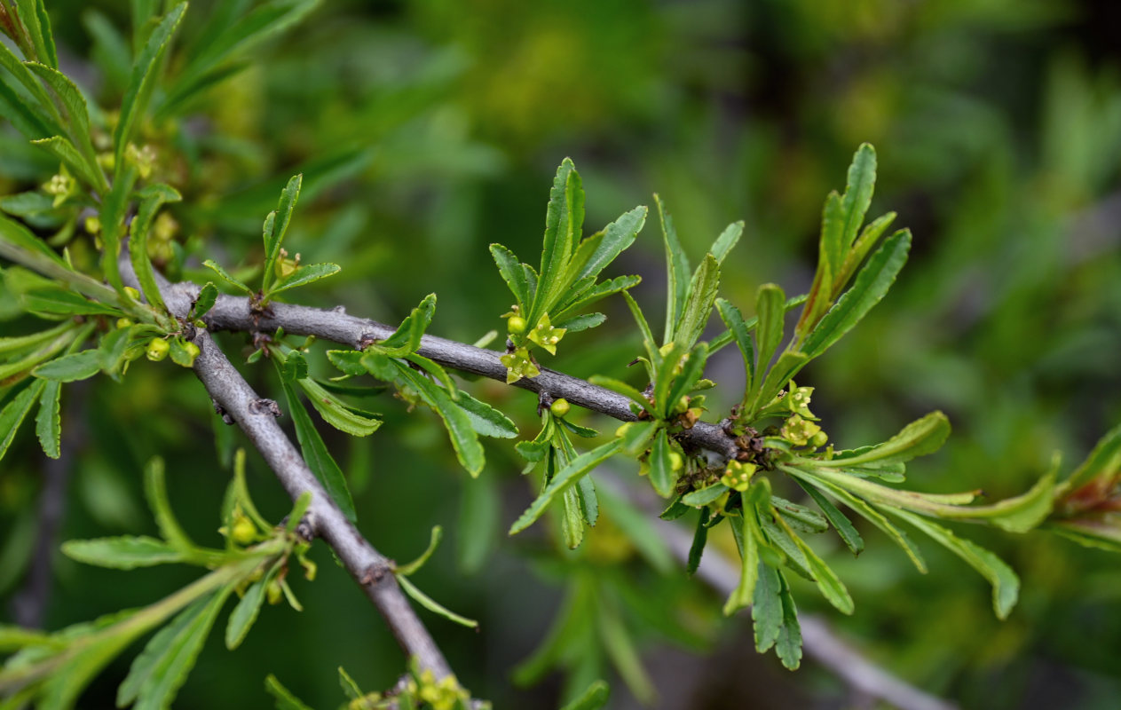 Image of Rhamnus erythroxyloides specimen.