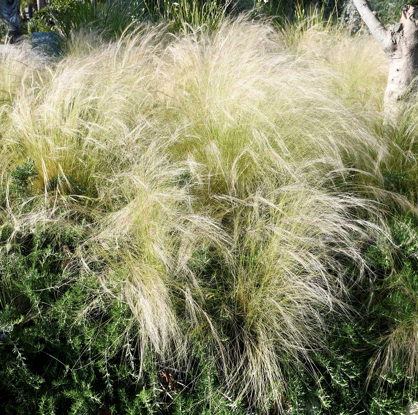 Image of familia Poaceae specimen.