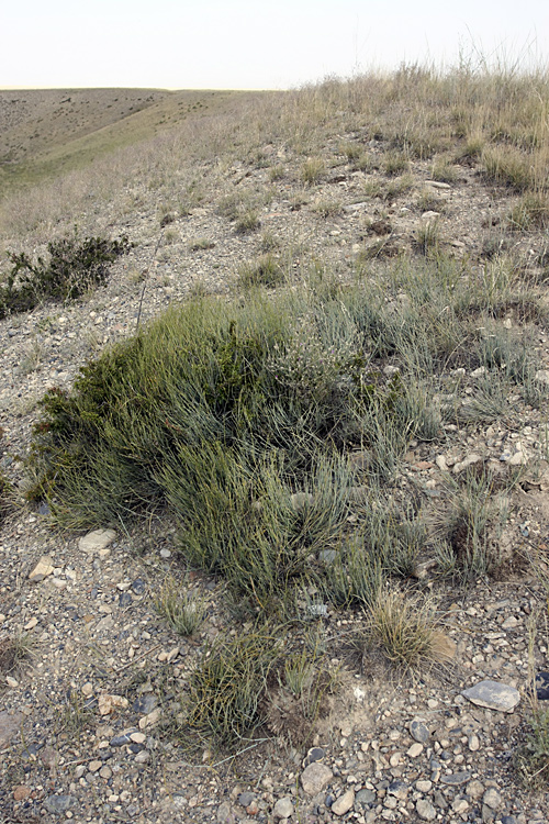 Image of Ephedra intermedia specimen.