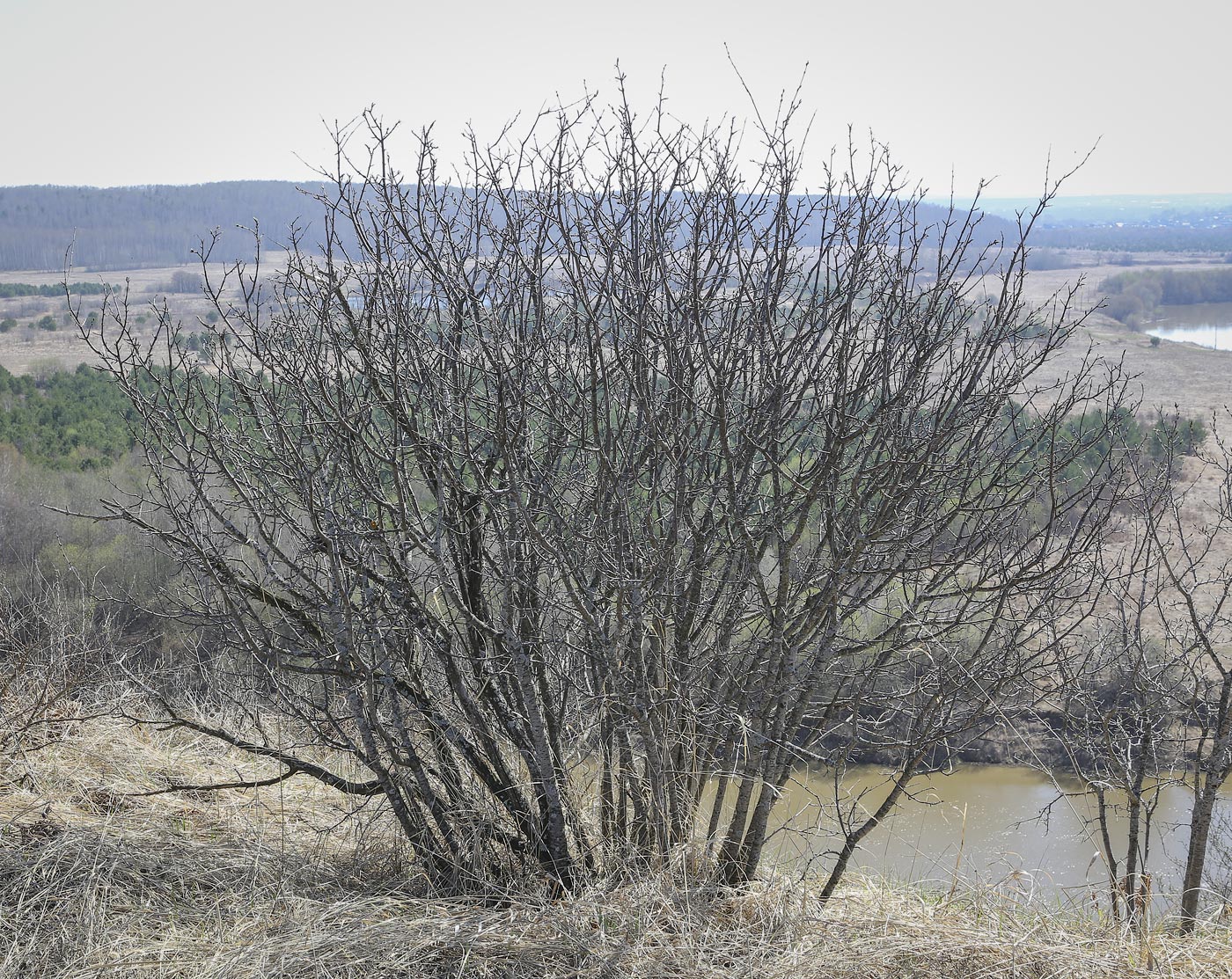 Image of Rhamnus cathartica specimen.