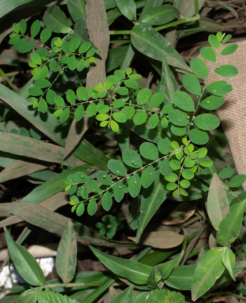 Image of Phyllanthus rotundifolius specimen.