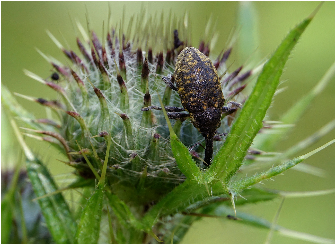 Изображение особи Cirsium vulgare.