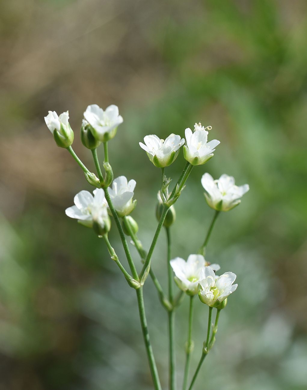 Image of Eremogone saxatilis specimen.