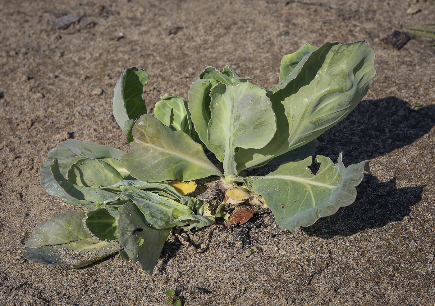 Изображение особи Brassica oleracea var. capitata.