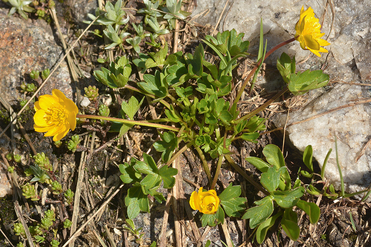 Изображение особи Ranunculus brachylobus.