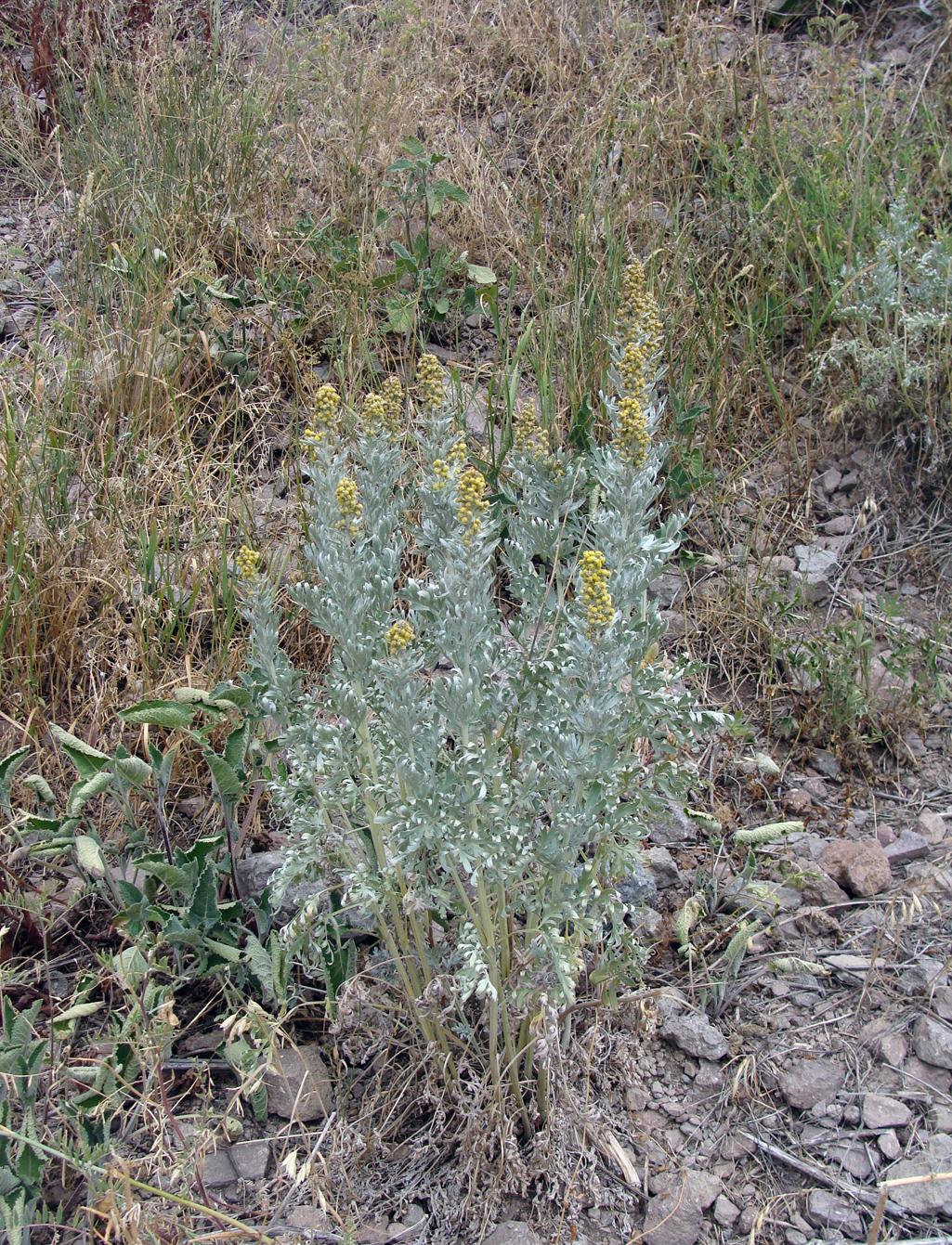 Image of genus Artemisia specimen.