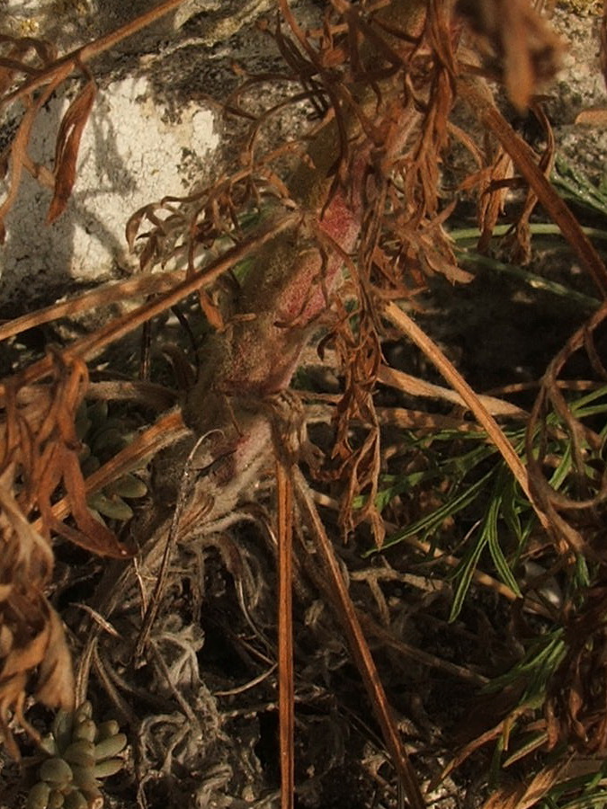 Image of Artemisia scoparia specimen.