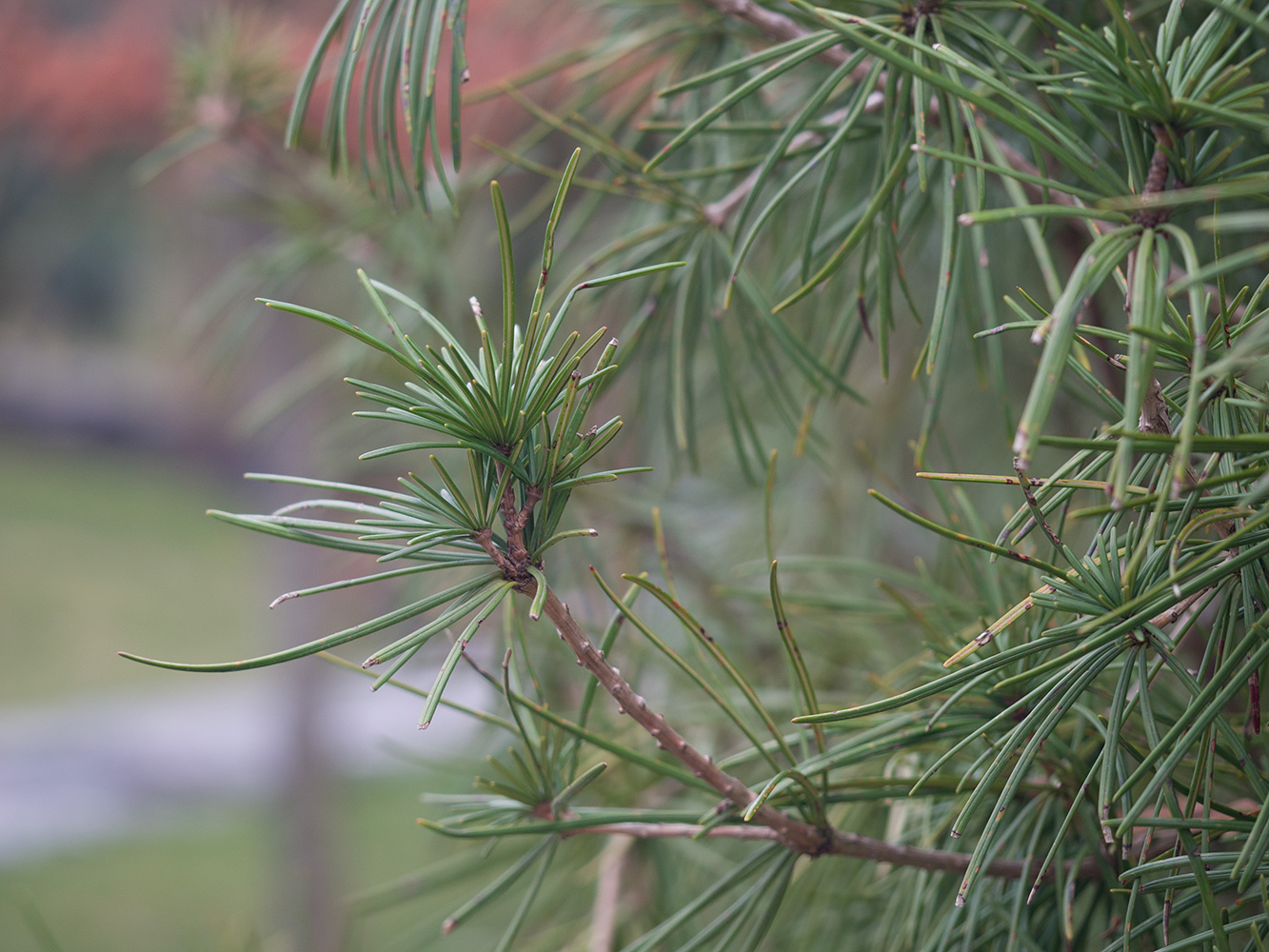 Image of Sciadopitys verticillata specimen.