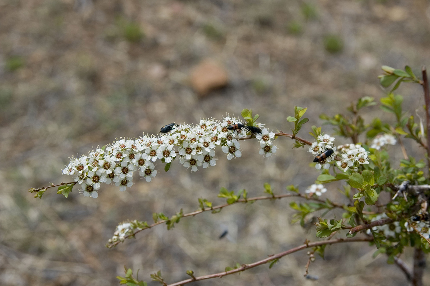 Image of Spiraea aquilegifolia specimen.