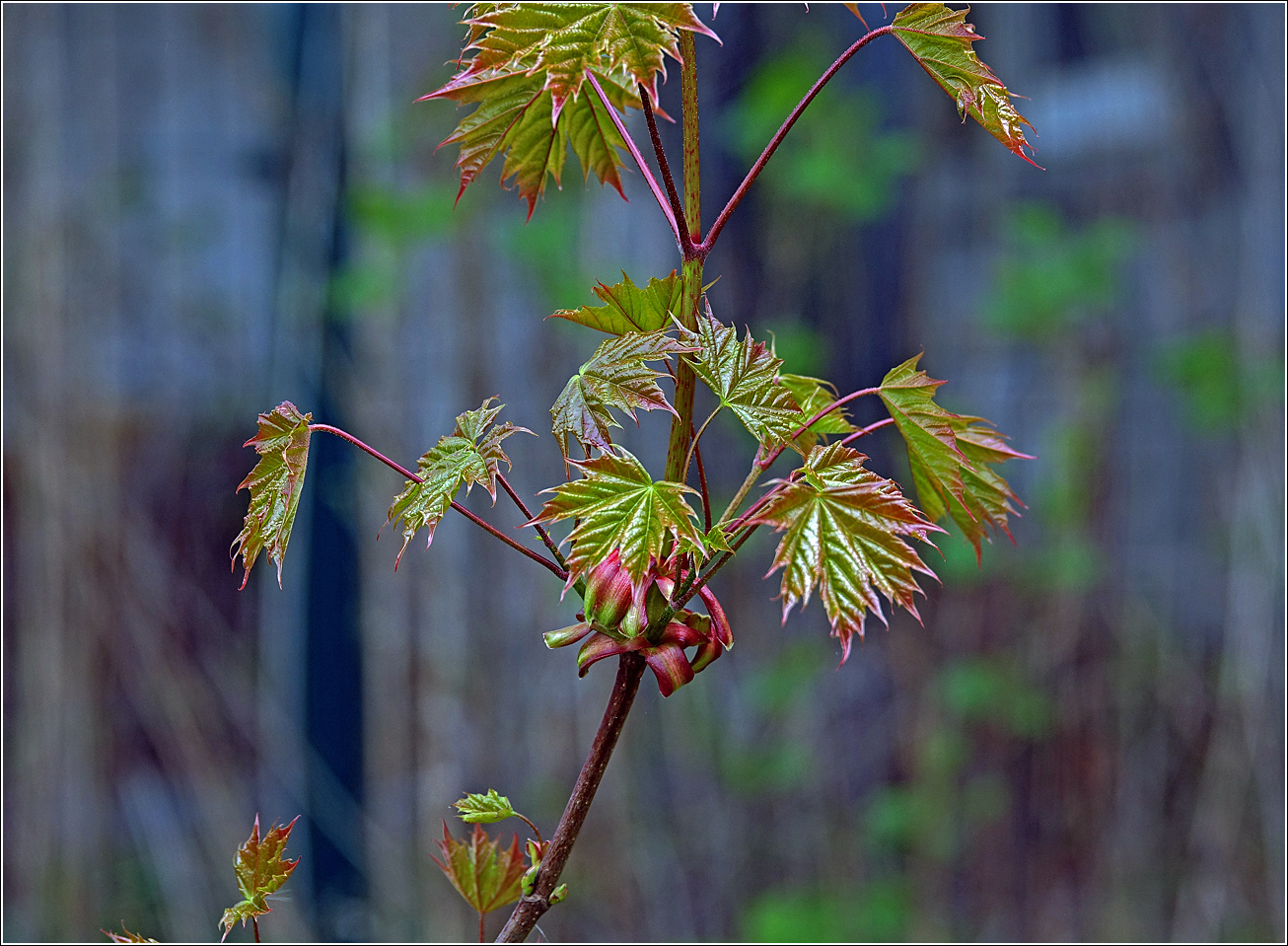 Изображение особи Acer platanoides.