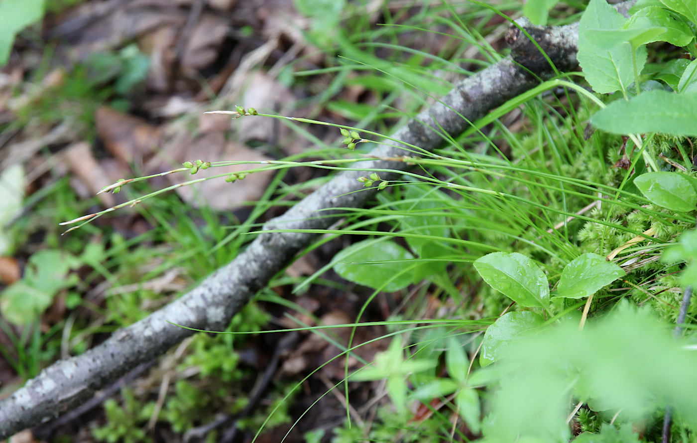 Изображение особи Carex alba.