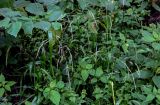 Festuca gigantea. Верхушка цветущего растения. Московская обл., Пушкинский гор. округ, северо-восточное побережье Учинского водохранилища, смешанный лес. 27.07.2024.