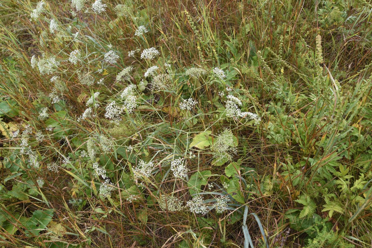 Изображение особи Falcaria vulgaris.