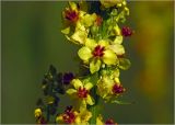 Verbascum nigrum. Часть соцветия в утренней росе. Московская обл., Раменский р-н, окр. ж.-д. платформы Хрипань, просека под ЛЭП. 04.07.2024.