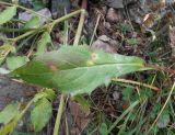 Hieracium korshinskyi