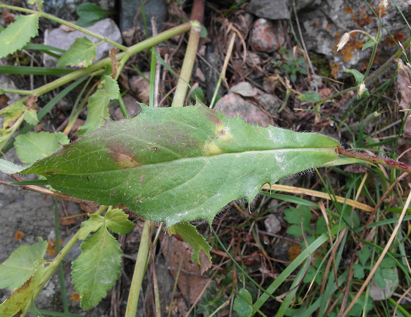 Изображение особи Hieracium korshinskyi.