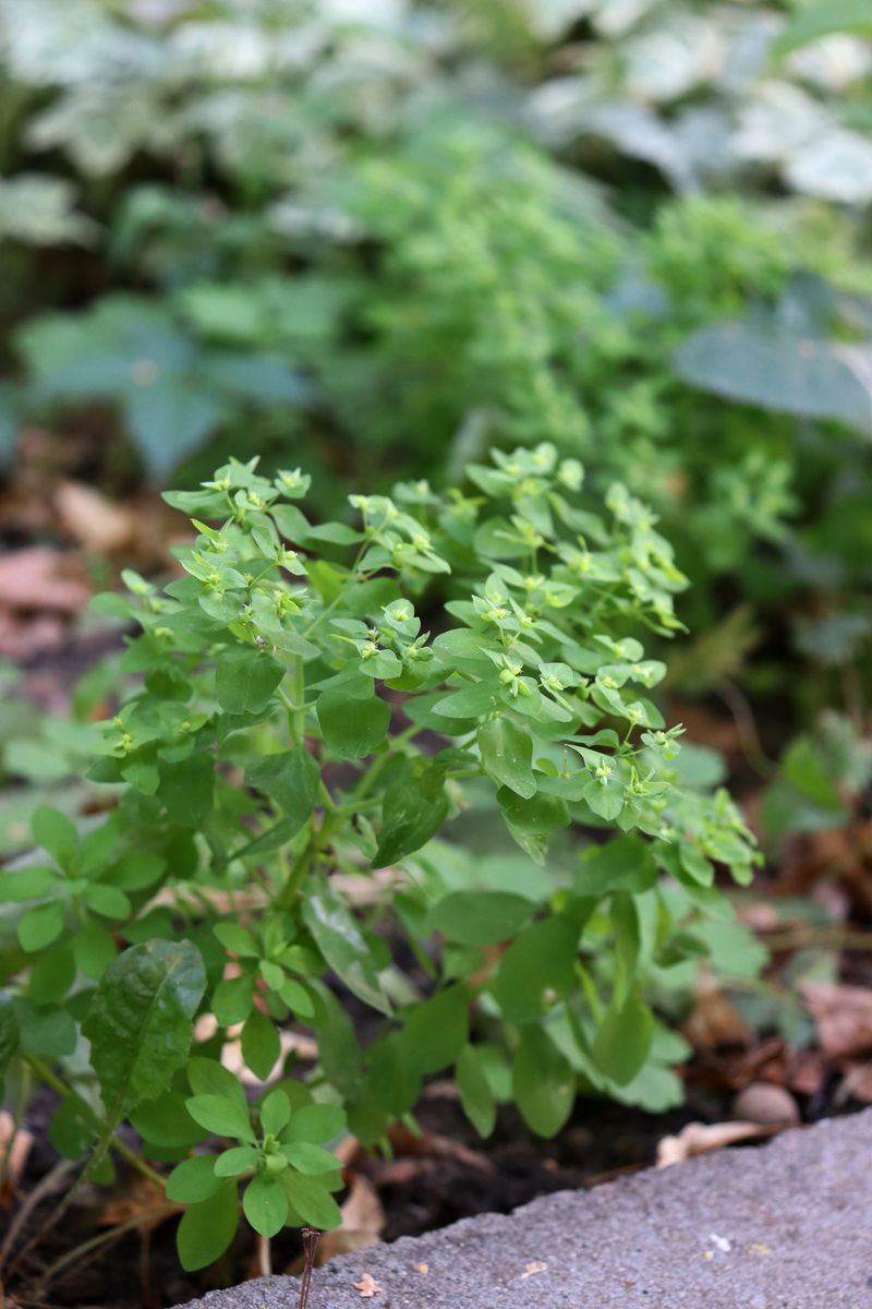 Изображение особи род Euphorbia.