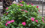 Impatiens walleriana