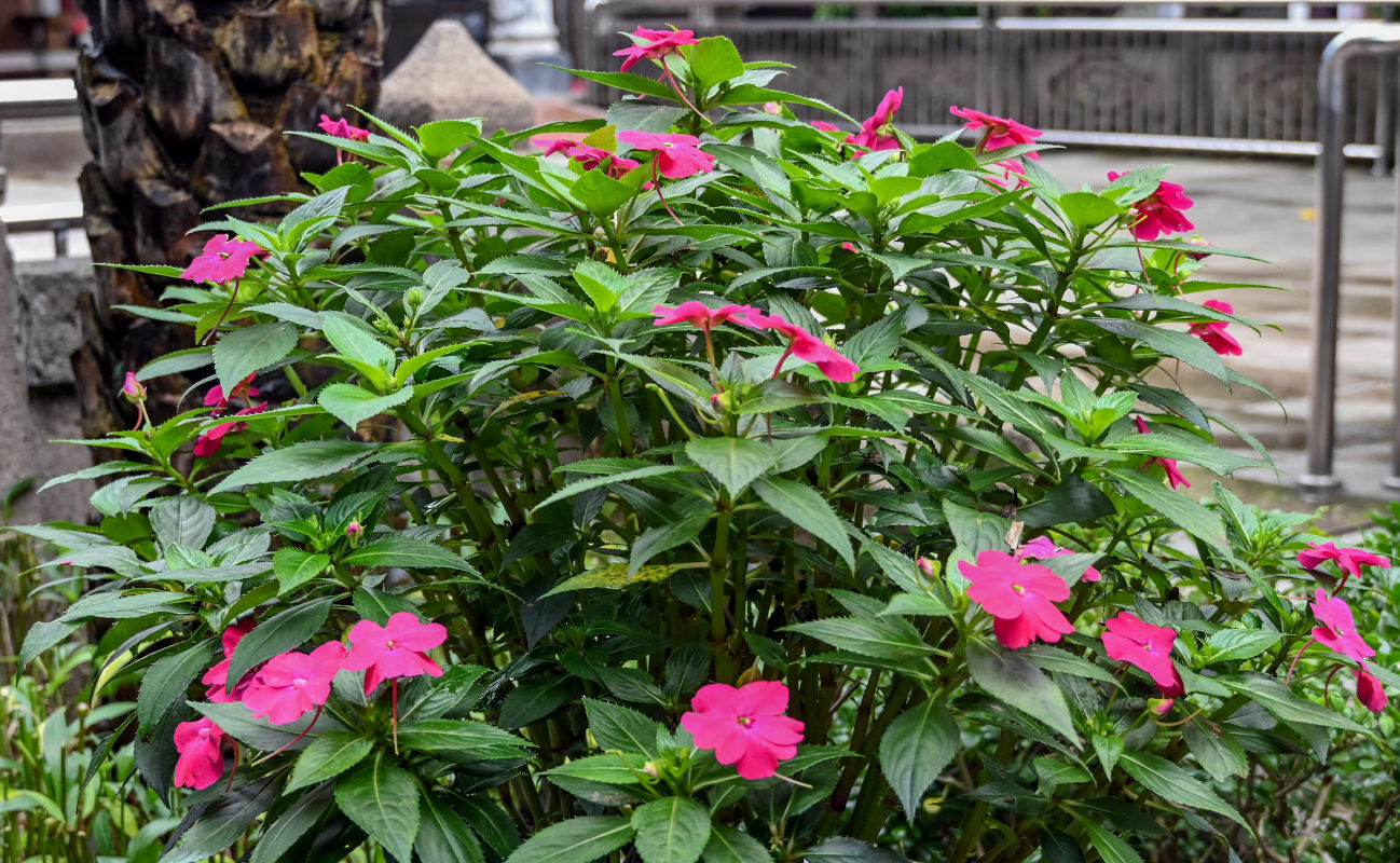 Изображение особи Impatiens walleriana.