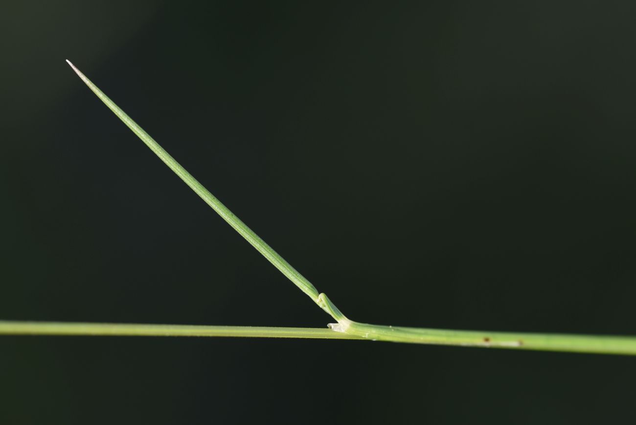 Image of familia Poaceae specimen.