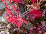 Geranium lucidum