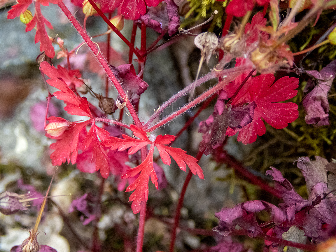 Изображение особи Geranium lucidum.