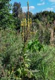 Verbascum densiflorum. Цветущее и плодоносящее растение. Московская обл., окр. г. Железнодорожный, долина р. Чёрная, берег реки, у дороги. 26.08.2024.