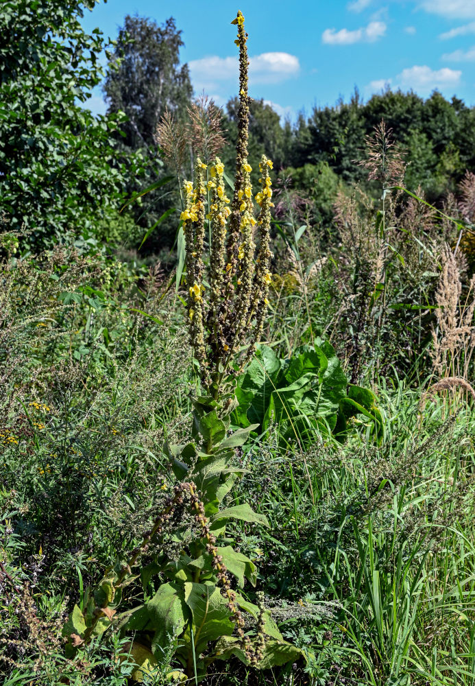 Image of Verbascum densiflorum specimen.