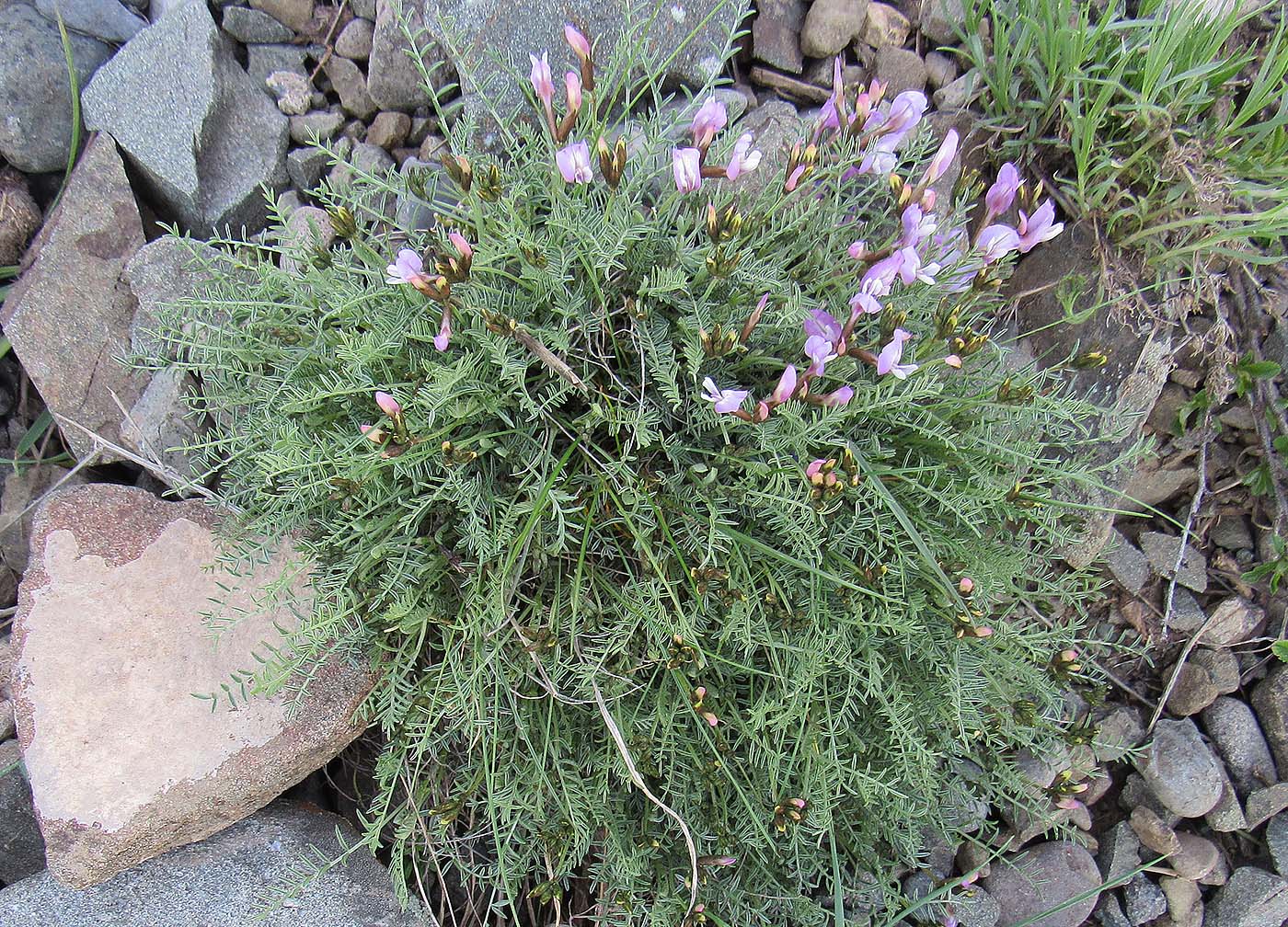 Image of Astragalus pachyrrhizus specimen.