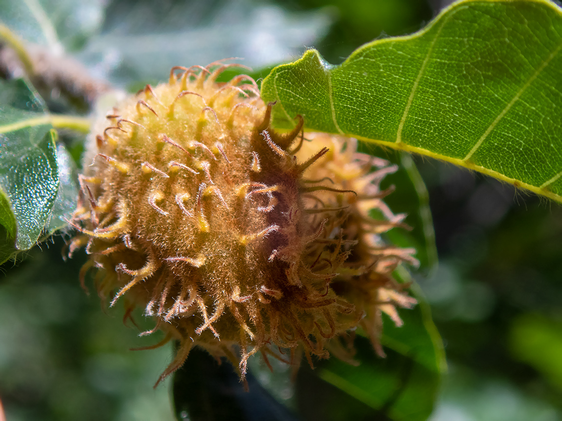 Image of Fagus &times; taurica specimen.