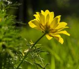 Adonis vernalis. Верхушка побега с цветком (вид со стороны цветоножки). Башкирия, Учалинский р-н, Тунгатаровский сельсовет, окр. дер. Яльчигулово, разреженный березняк. 26 мая 2024 г.