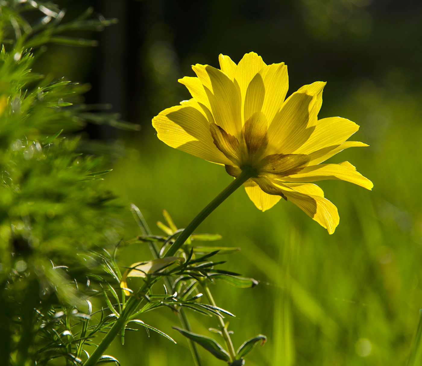 Изображение особи Adonis vernalis.