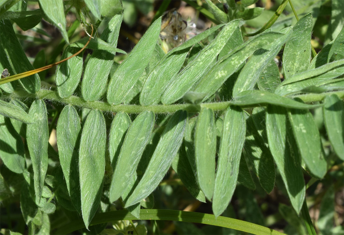 Image of Oxytropis pilosissima specimen.